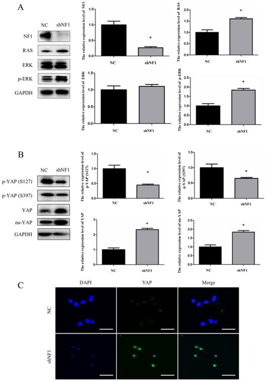 Int J Med Sci Image