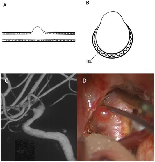 Int J Med Sci Image