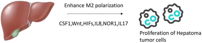 Int J Med Sci Image