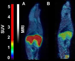 Int J Med Sci Image