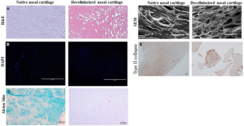 Int J Med Sci Image