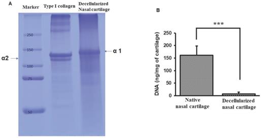 Int J Med Sci Image