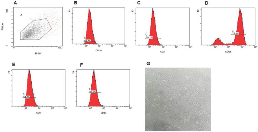 Int J Med Sci Image