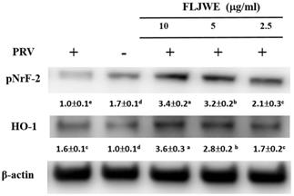 Int J Med Sci Image