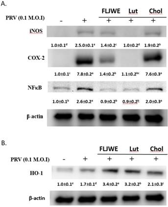 Int J Med Sci Image