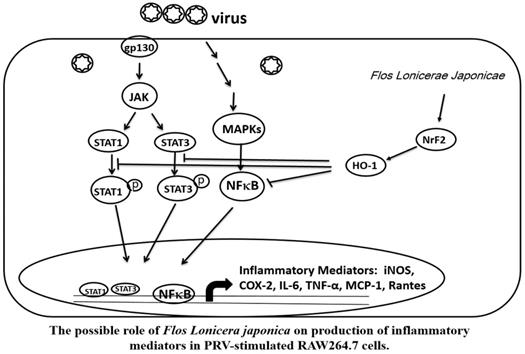 Int J Med Sci Image