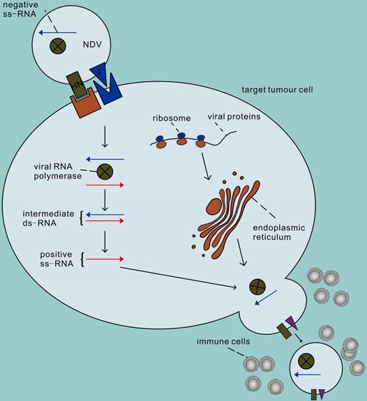 Int J Med Sci Image