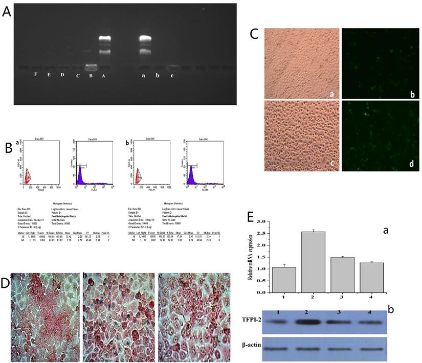 Int J Med Sci Image