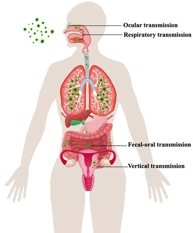 Int J Med Sci Image