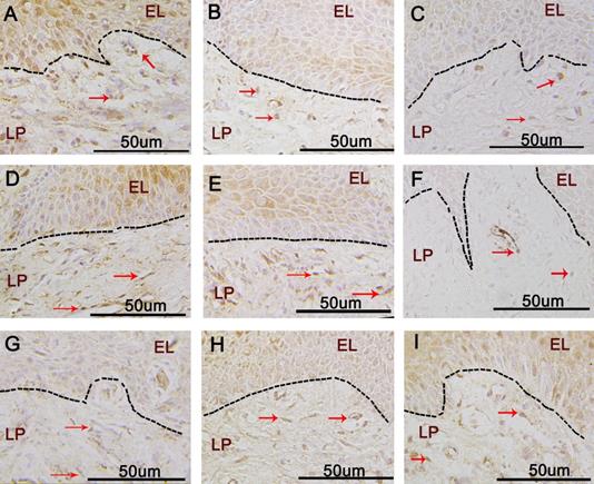 Int J Med Sci Image