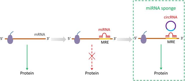 Int J Med Sci Image