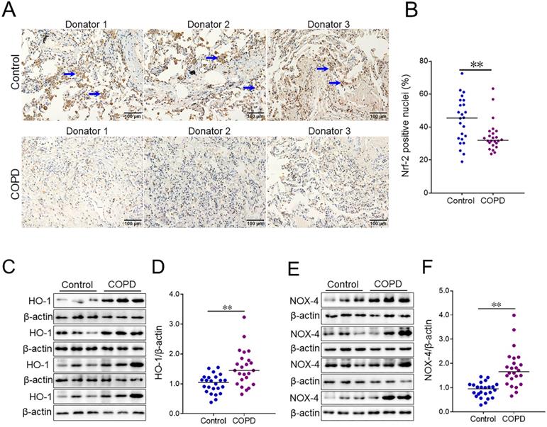 Int J Med Sci Image