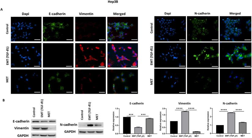 Int J Med Sci Image