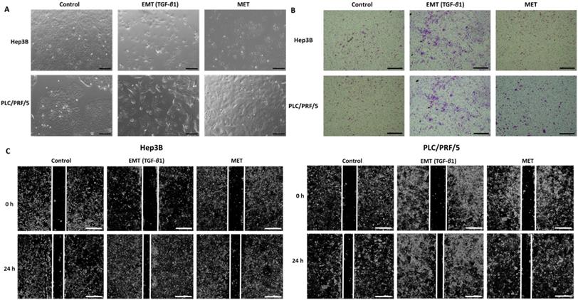 Int J Med Sci Image