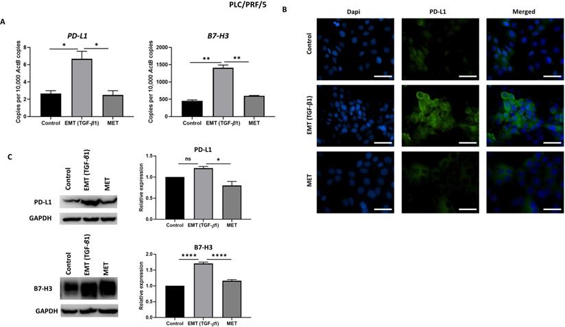 Int J Med Sci Image