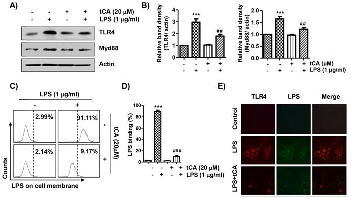 Int J Med Sci Image