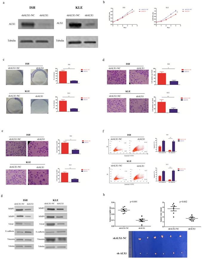 Int J Med Sci Image