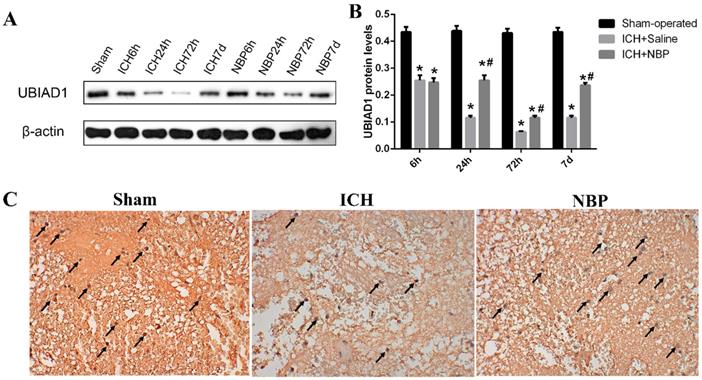 Int J Med Sci Image