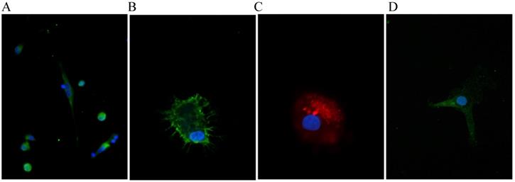 Int J Med Sci Image