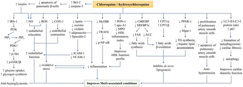 Int J Med Sci Image