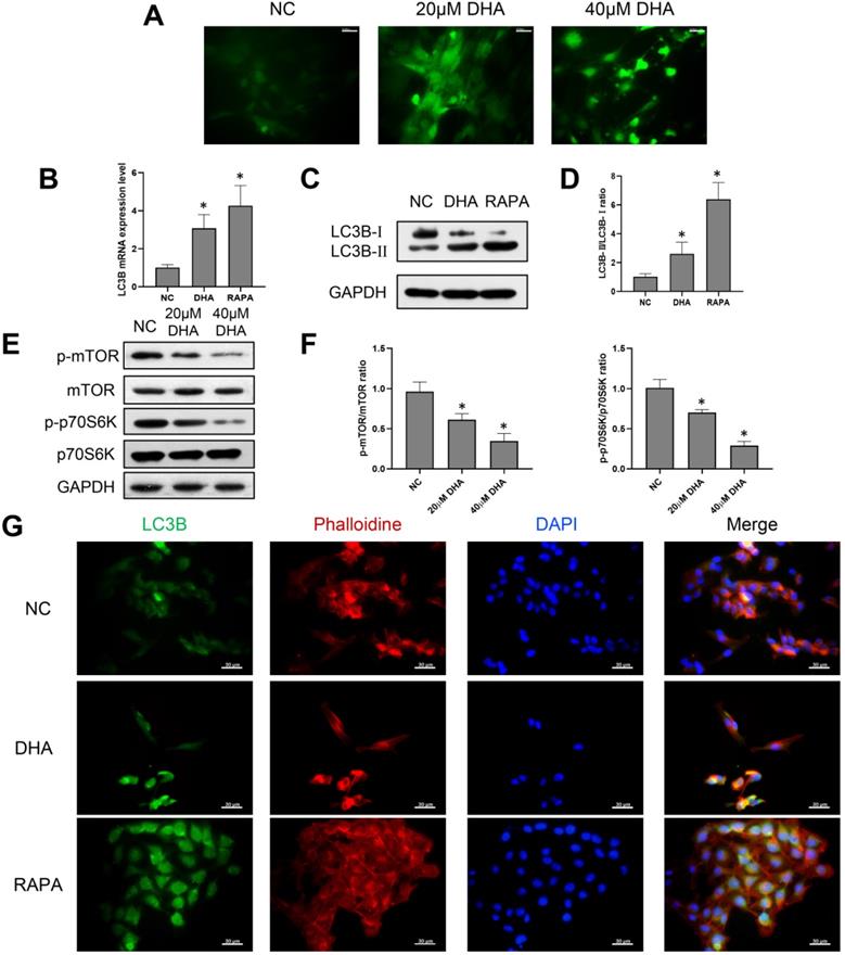 Int J Med Sci Image