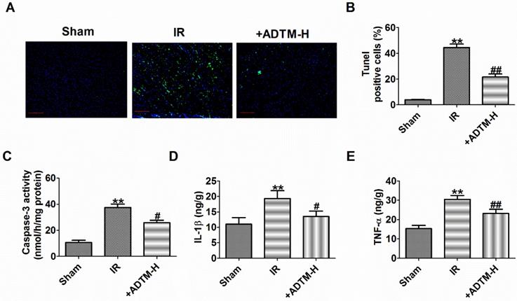 Int J Med Sci Image