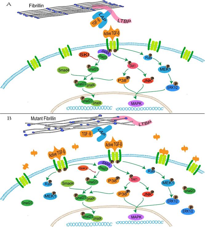 Int J Med Sci Image