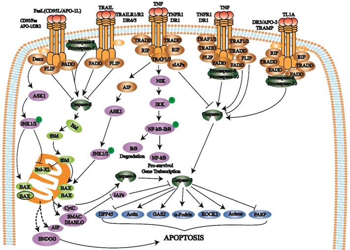 Int J Med Sci Image