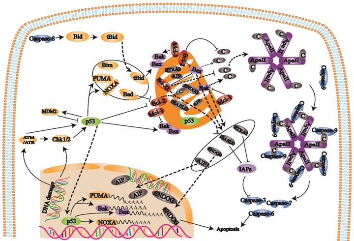 Int J Med Sci Image