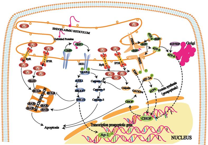 Int J Med Sci Image