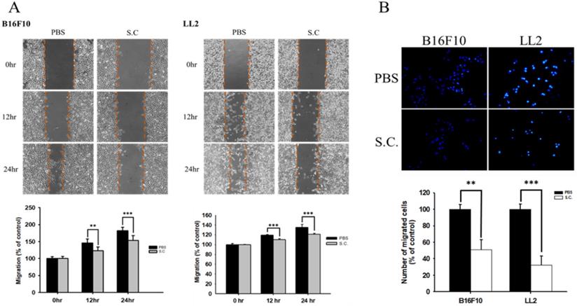 Int J Med Sci Image