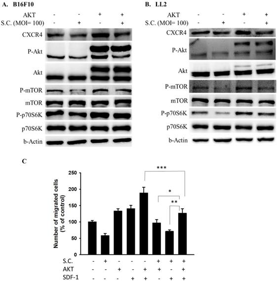 Int J Med Sci Image