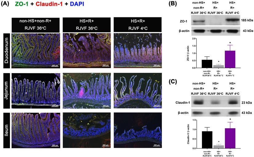 Int J Med Sci Image