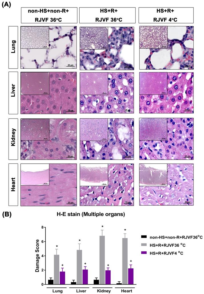 Int J Med Sci Image