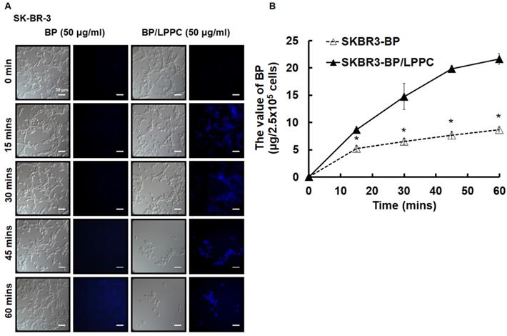 Int J Med Sci Image