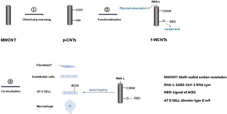 Int J Med Sci Image