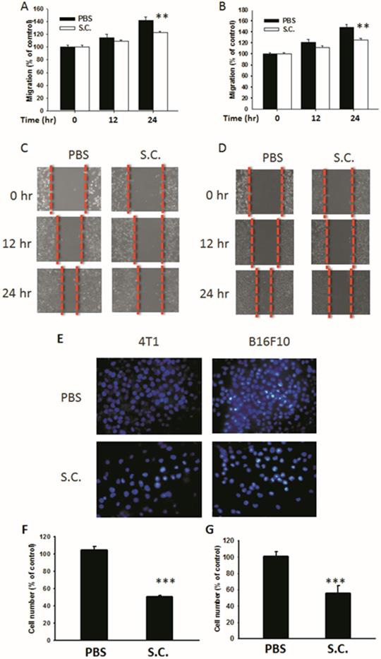 Int J Med Sci Image