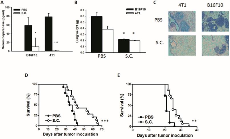 Int J Med Sci Image