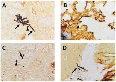 Int J Med Sci Image