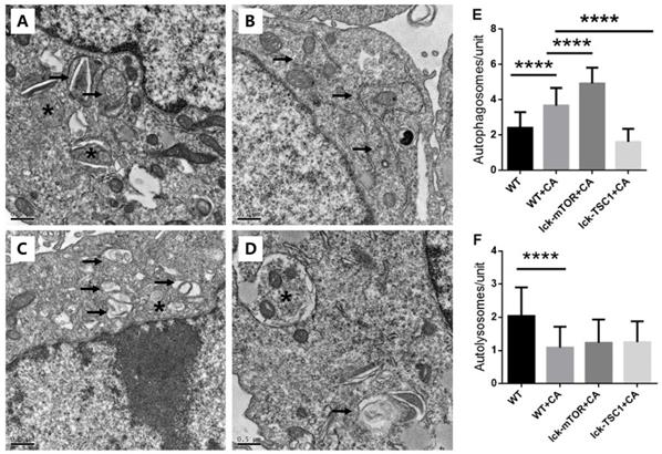 Int J Med Sci Image