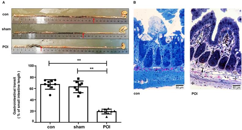 Int J Med Sci Image