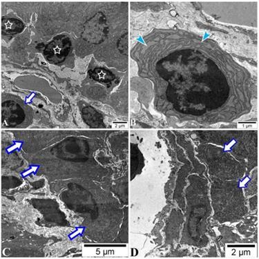 Int J Med Sci Image