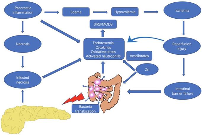 Int J Med Sci Image