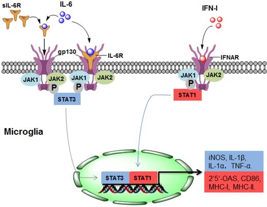 Int J Med Sci Image