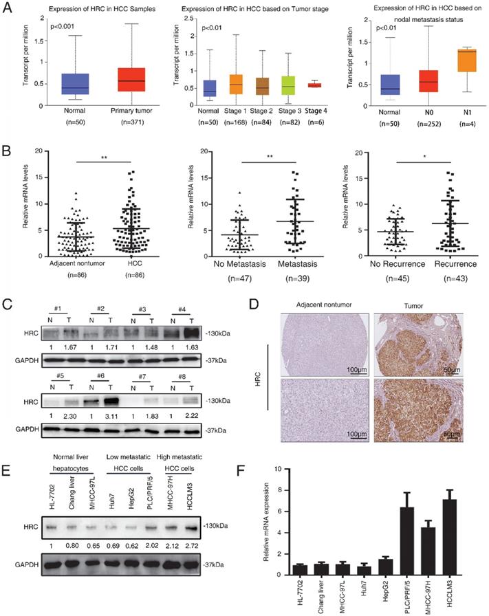 Int J Med Sci Image