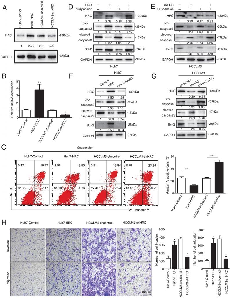 Int J Med Sci Image