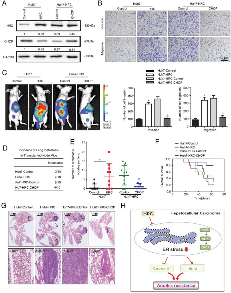 Int J Med Sci Image