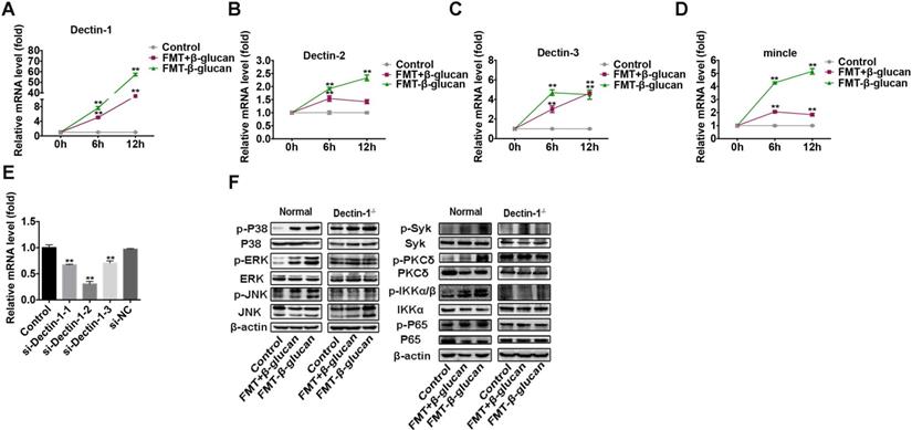 Int J Med Sci Image