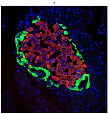 Int J Med Sci Image