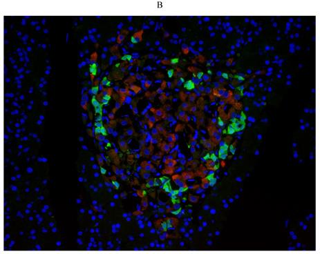 Int J Med Sci Image